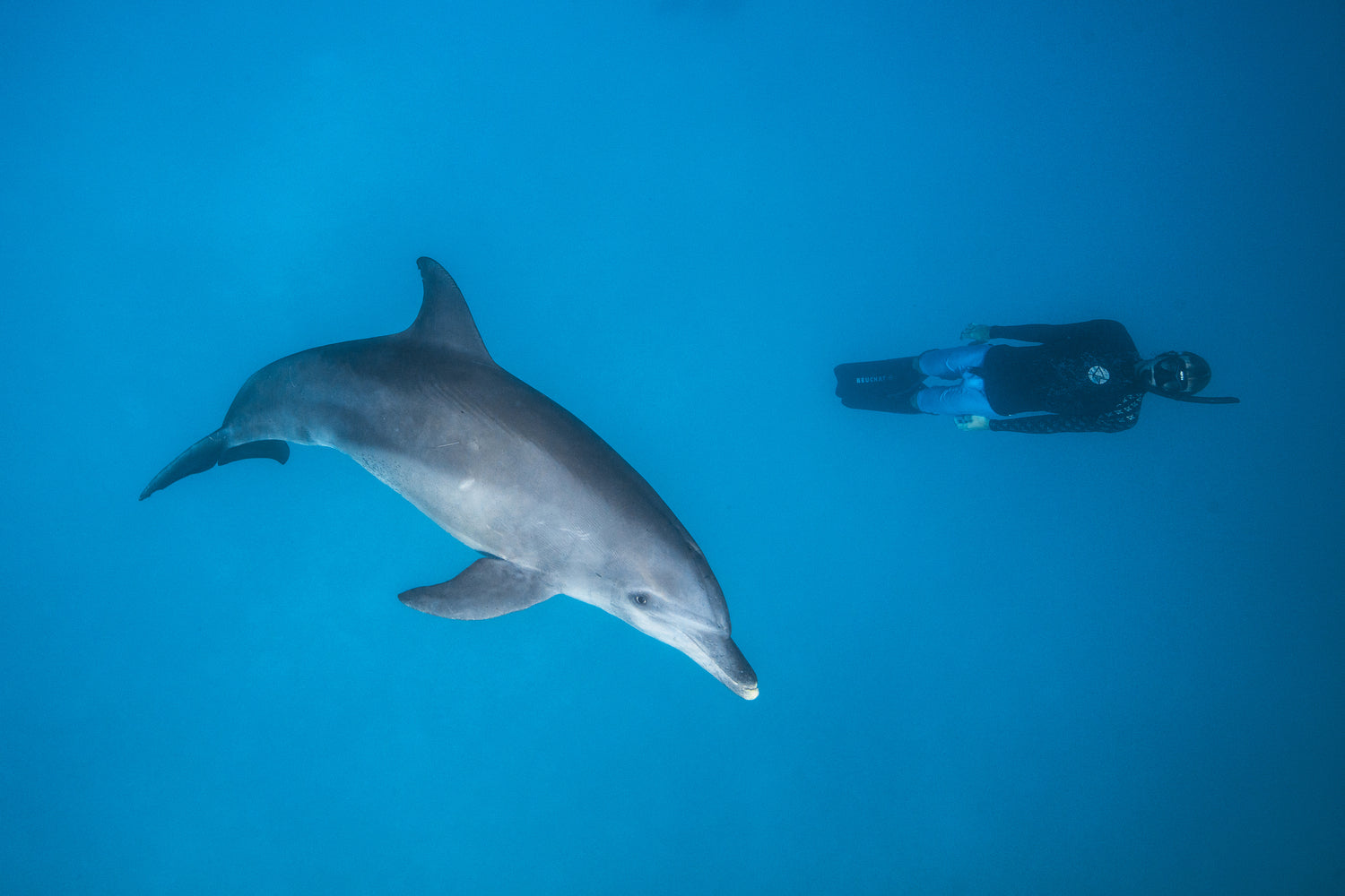 photo-wallpaper-dolphin-and-freediver